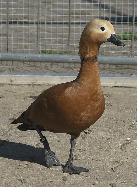 曼城即将顶